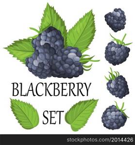 Vector set of ripe blackberries, isolated on a white background. Beautiful juicy berries. Kitchen utensils design element.