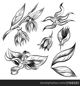 Vector set of sketch of tropical flowers ylang ylang with foliage and branches. Natural floral drawing with hatching. Mocnochrome tropical petals and foliage