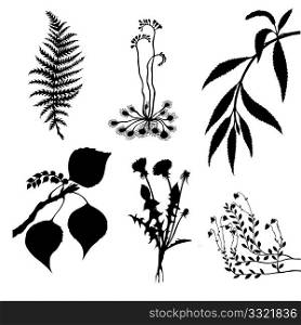 vector set of the plants on white background