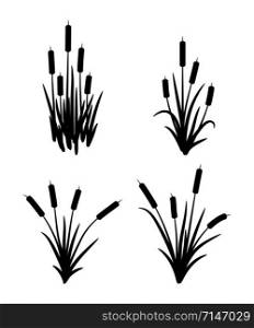 vector set of typhaceae marsh herb with leaves and spike flowers. black reed grass symbols isolated on white background. marsh reed logo for botanical illustrations