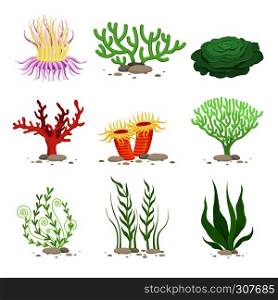 Vector set of underwater plants. Funny illustrations in cartoon style isolate on white. Underwater plant, ocean and sea plant for aquarium. Vector set of underwater plants. Funny illustrations in cartoon style isolate on white
