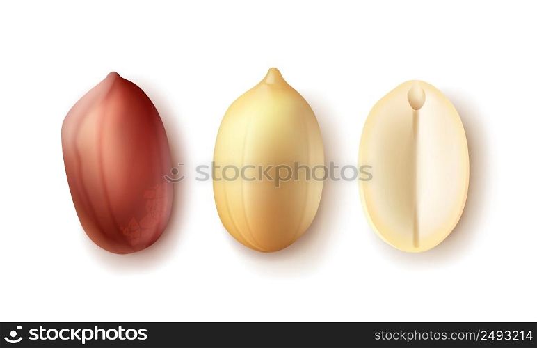 Vector set of whole and half peeled, unpeeled peanut kernels top view isolated on white background. Set of opened peanuts