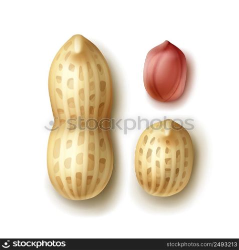 Vector set of whole peanuts with shell close up top view isolated on white background. Set of peanuts