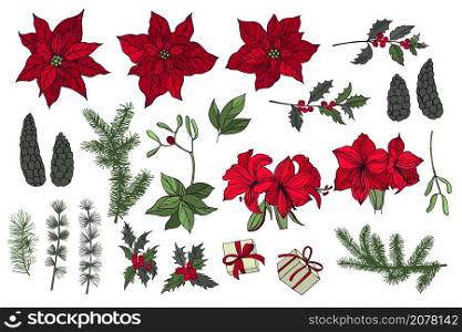 Vector set with hand drawn red poinsettias, amaryllis and Christmas plants. Sketch illustration.. Vector set with Christmas plants and flowers.