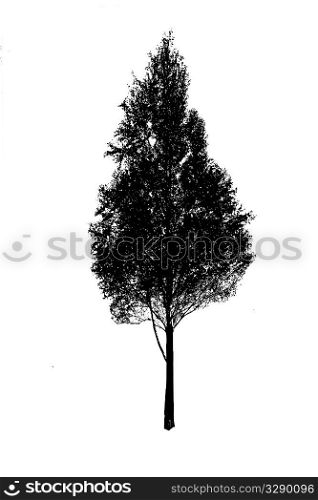 vector silhouette birch on white background