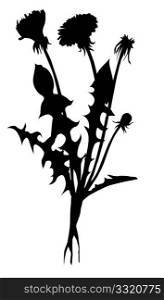 vector silhouette dandelion on white background