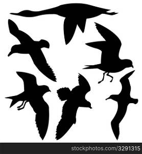 vector silhouette flying birds on white background