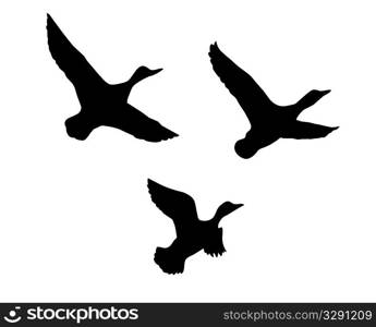 vector silhouette flying duck on white background