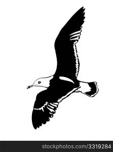 vector silhouette flying sea gulls on white background