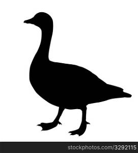 vector silhouette goose on white background
