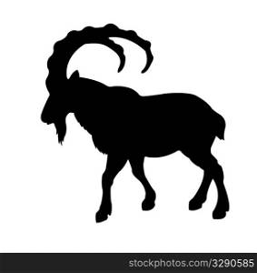 vector silhouette mountain ram on white background