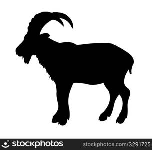 vector silhouette mountain ram on white background