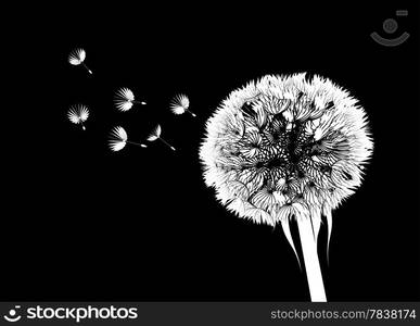 Vector silhouette of a dandelion on a black background