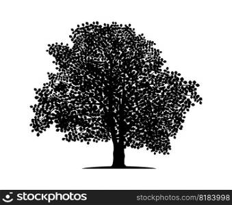 Vector silhouette of beech tree. Nature and ecology. Isolated vector silhouette of beech tree on a white background for social networks, posters, cards.. Vector silhouette of beech tree. Isolated vector silhouette of beech tree on a white background.