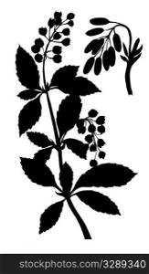 vector silhouette of the barberry on white background