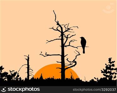 vector silhouette of the bird on dry tree