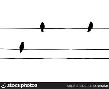 vector silhouette of the birds of the waxwings on wire