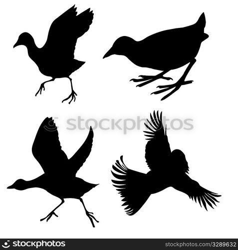 vector silhouette of the birds on white background