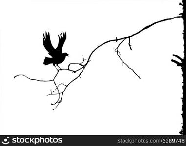 vector silhouette of the branch on white background