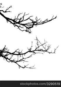 vector silhouette of the branch tree on white background