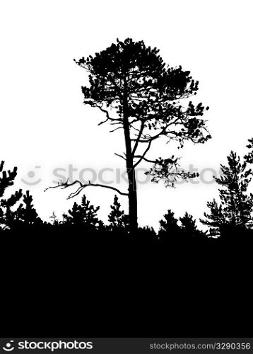 vector silhouette of the old pine on white background