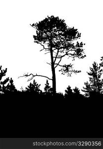 vector silhouette of the old pine on white background