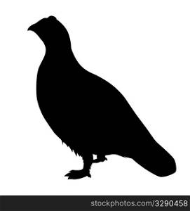 vector silhouette of the partridge on white background