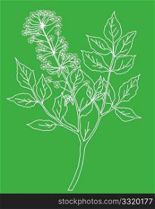 vector silhouette of the plant on green background
