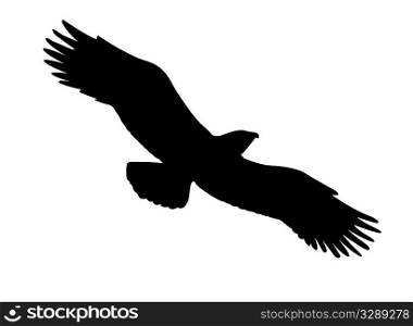 vector silhouette of the ravenous bird on white background