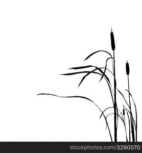 vector silhouette of the reed isolated on white background