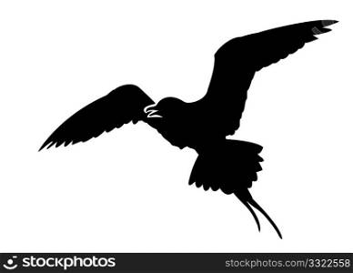 vector silhouette of the sea bird on white background