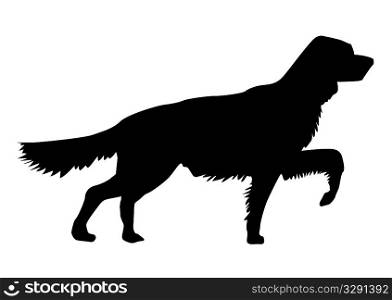 vector silhouette of the setter on white background