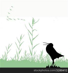 vector silhouette of the snipe
