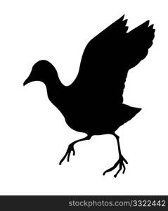 vector silhouette of the wild bird on white background