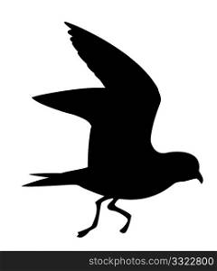 vector silhouette of the wild bird on white background