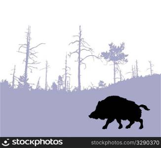 vector silhouette of the wild boar