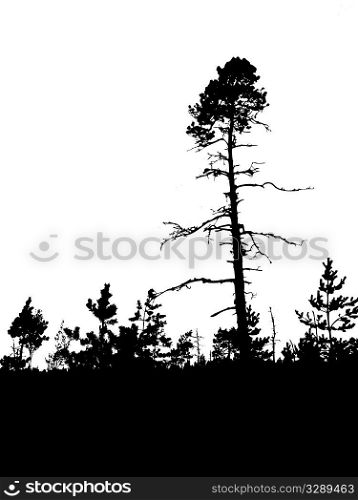 vector silhouette old pine wood on white background