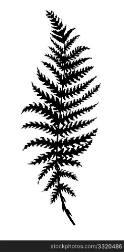 vector silhouette sheet fern on white background