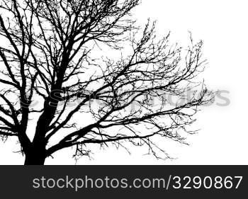vector silhouette tree on white background