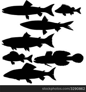 vector silhouettes of river fish on white background