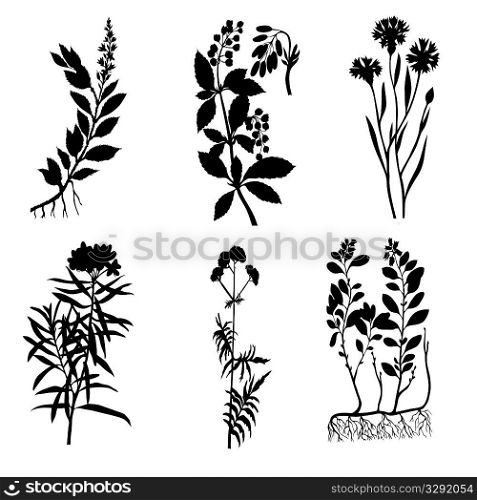 vector silhouettes of the medicinal plants on white background