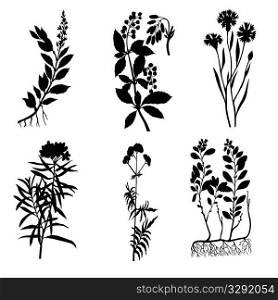 vector silhouettes of the medicinal plants on white background