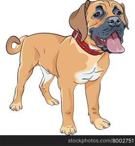 vector sketch dog Boerboel breed. Color sketch of the working farm dog Boerboel breed standing with red collar
