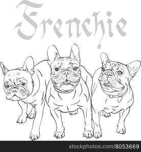 vector sketch domestic dog French Bulldog breed. Vector three domestic dogs French Bulldog breed