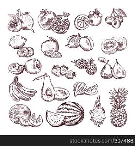 Vector sketch fruits for package design. Doodle illustrations set. Fruit sketch organic, sweet and juicy. Vector sketch fruits for package design. Doodle illustrations set