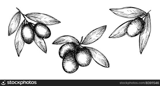 Vector sketch of olive branch. Hand drawn outline clipart set. Eco food illustration