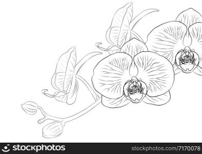 Vector sketch of orchid flower. Floral tropical isolated on white background