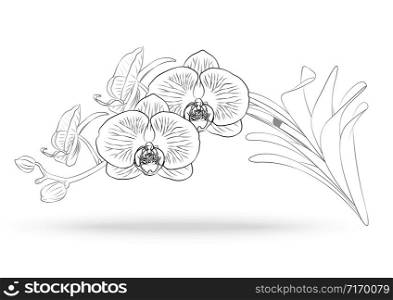 Vector sketch of orchid flower with leaf. Floral tropical isolated on white background