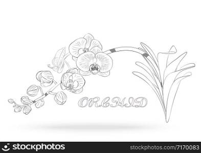 Vector sketch of orchid flower with leaf. Floral tropical isolated on white background