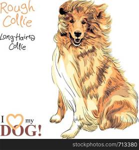 Vector sketch of Sweet dog Sable and white Rough Collie breed hand drawing vector. dog Rough Collie breed vector
